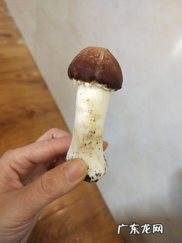 姬松茸怎么洗干净,姬松茸长白毛还能吃