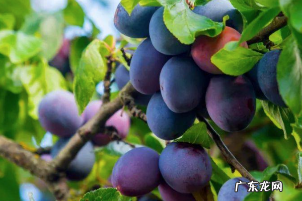西梅就是李子,西梅和李子是一种水果