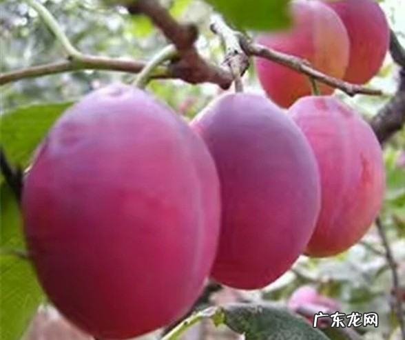 西梅就是李子,西梅和李子是一种水果