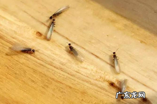 白蚁吃混凝土,白蚁吃混凝土墙和水泥墙