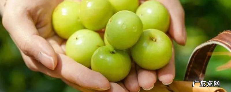 玉油柑是什么水果 玉油柑是什么