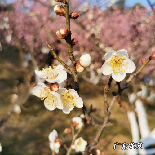 梅花是什么季节,梅花什么季节开花