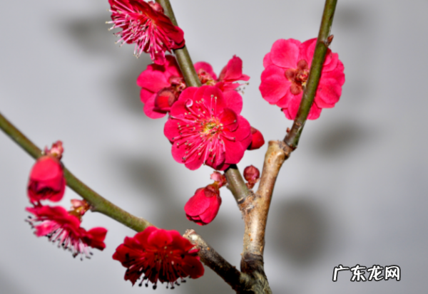 梅花是什么季节,梅花什么季节开花