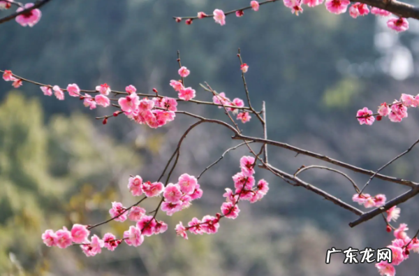 梅花是什么季节,梅花什么季节开花
