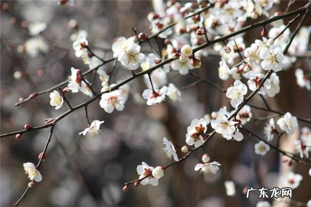 梅花是什么季节,梅花什么季节开花