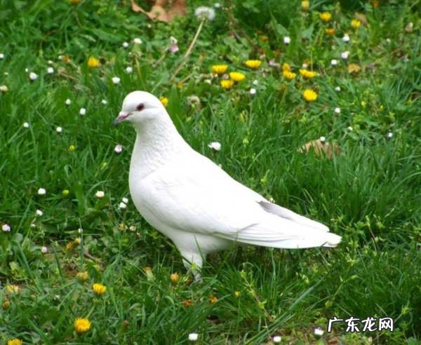 鸽子的寓意和象征意义,鸽子象征着什么意义