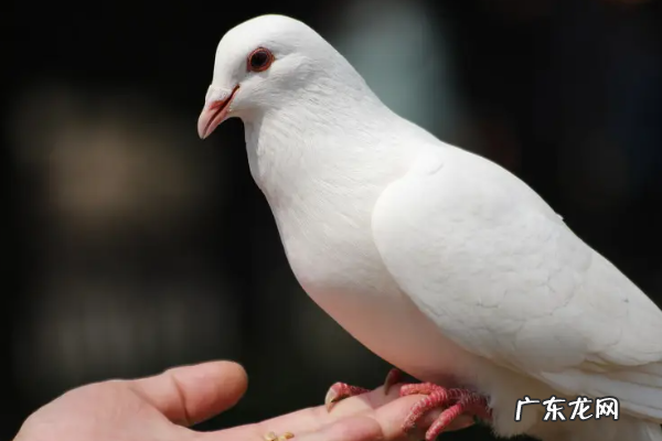鸽子的寓意和象征意义,鸽子象征着什么意义
