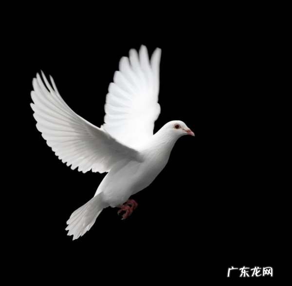 鸽子的寓意和象征意义,鸽子象征着什么意义
