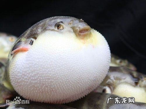 河豚生活在哪里,河豚是生活在浅水还是深水里