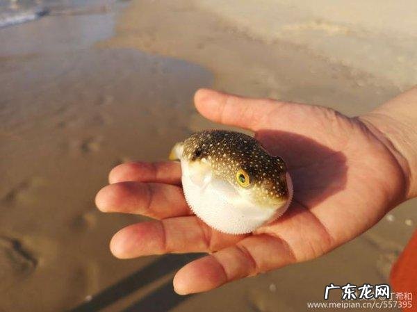 河豚生活在哪里,河豚是生活在浅水还是深水里
