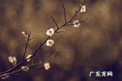 傲寒名字的寓意,傲霜凌雪是什么意思