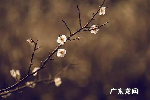 傲寒名字的寓意,傲霜凌雪是什么意思