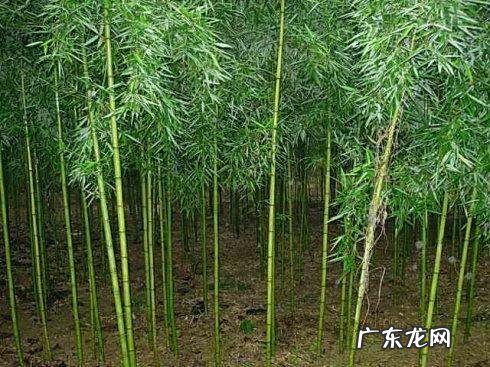 四季出笋的是什么竹子,四季出笋的是什么竹子