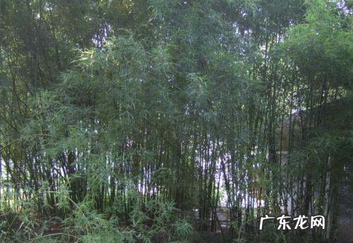 四季出笋的是什么竹子,四季出笋的是什么竹子