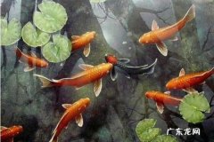 利的寓意和象征,鲤鱼的寓意