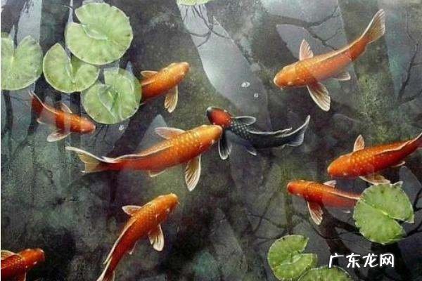 利的寓意和象征,鲤鱼的寓意