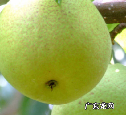 利的寓意和象征,鲤鱼的寓意