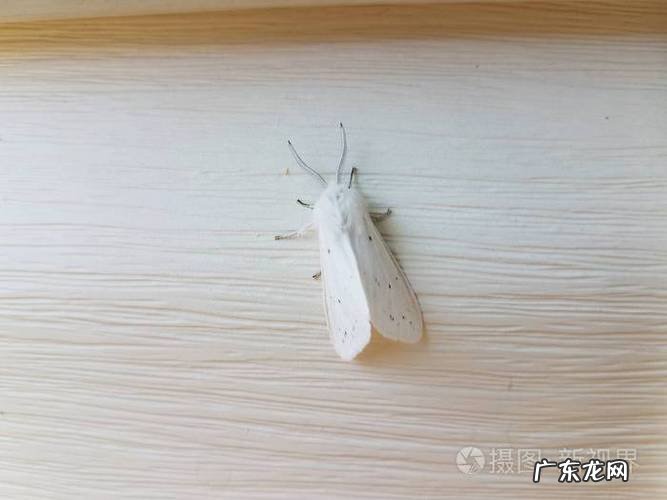 白蛾子寓意,家里有黑色飞蛾吉凶