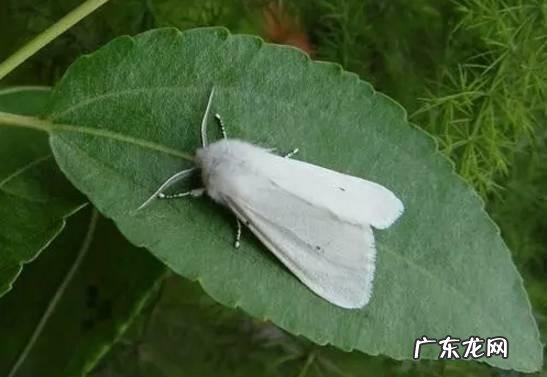 白蛾子寓意,家里有黑色飞蛾吉凶