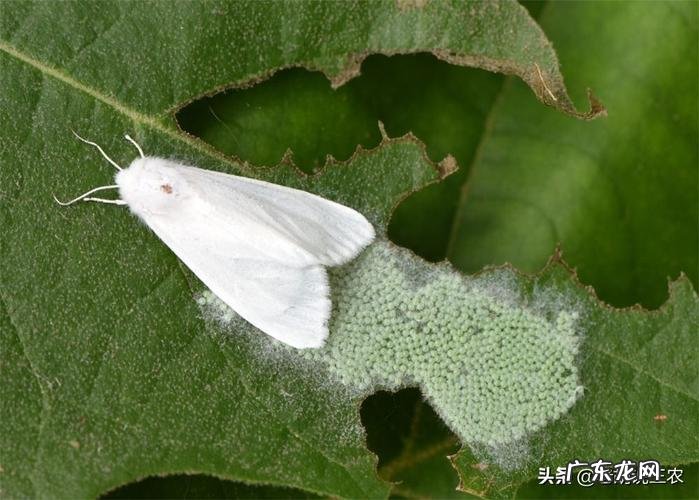 白蛾子寓意,家里有黑色飞蛾吉凶