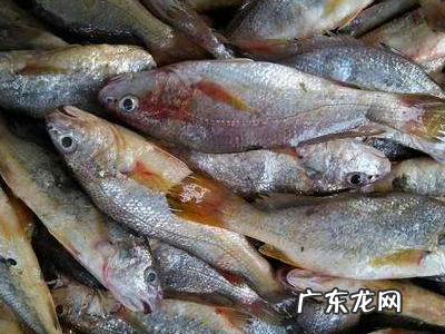 春子鱼是什么鱼,春子鱼刺多不多