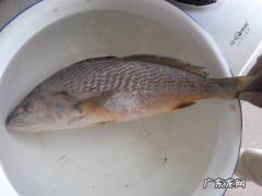 春子鱼是什么鱼,春子鱼刺多不多