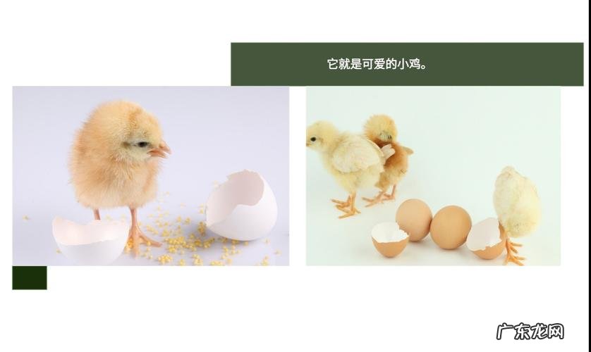 小鸡的外形特点怎么写,小鸡的外形和生活特征作文