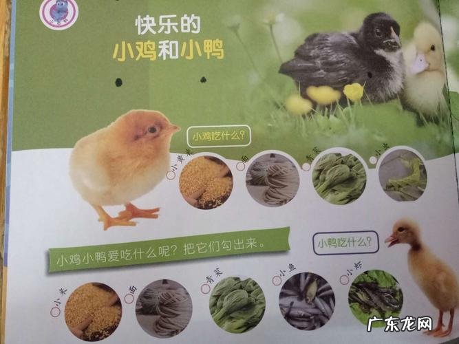 小鸡的外形特点怎么写,小鸡的外形和生活特征作文