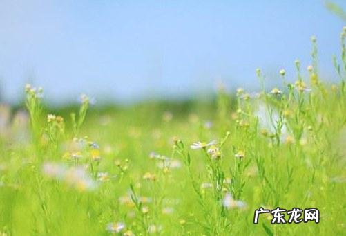 淡然的昵称什么意思,淡然一笑的网名什么意思