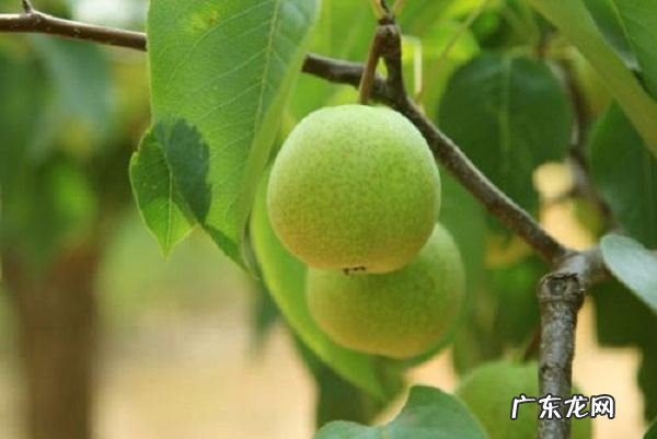 黑山县美食排行,锦州特色早点有哪些