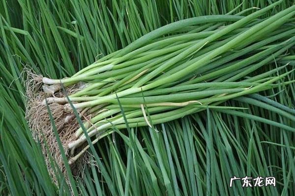 小香葱如何长期存放,小葱如何保存时间最长