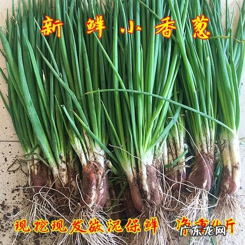 小香葱如何长期存放,小葱如何保存时间最长