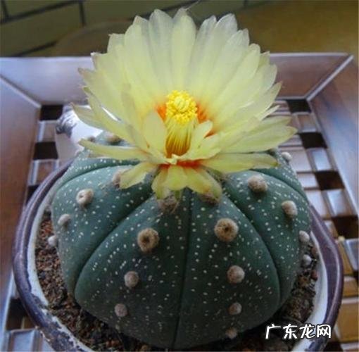 仙人球的介绍及特点,仙人球的外形特点以及作用
