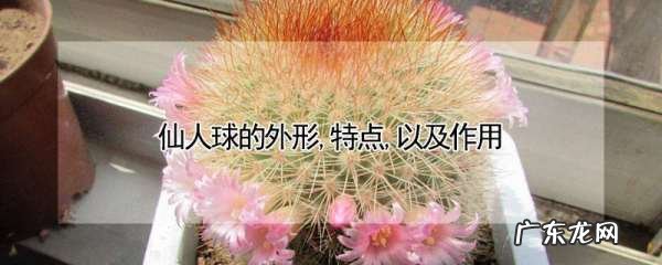 仙人球的介绍及特点,仙人球的外形特点以及作用