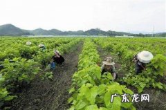 怎么样吃嫩桑叶,新鲜桑叶怎么吃