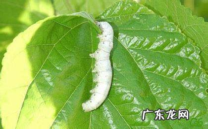 蚕宝宝会咬人,大蚕会咬人
