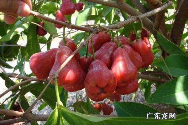 莲雾怎么吃 莲雾的吃法,莲雾水果功效与作用怎么吃