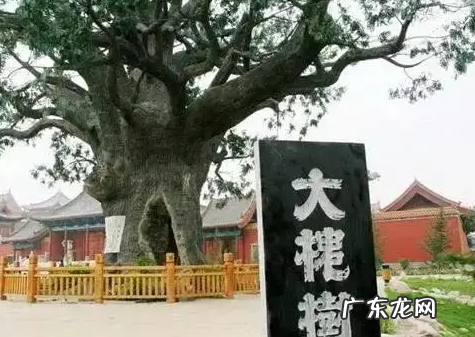 槡槐有什么寓意,梦见老槐树意味着什么