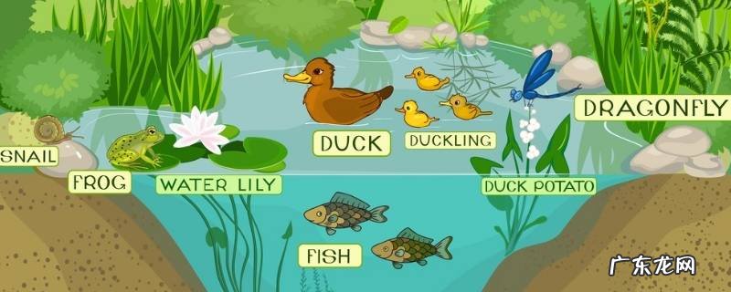 生物链的例子 有哪些关于生物链的例子
