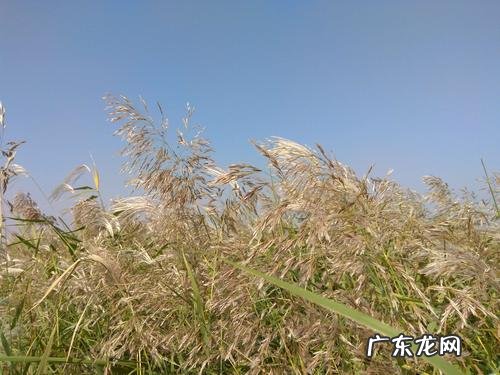 荻怎么读写,荻是什么意思