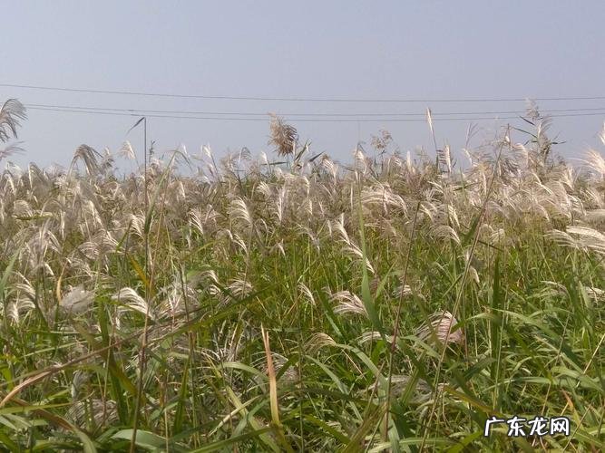 荻怎么读写,荻是什么意思