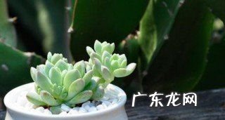 子持白莲怎么养,子持白莲怎么养爆盆快