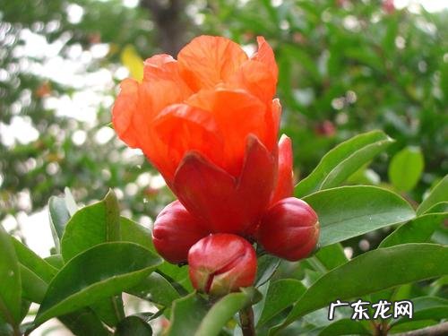 石榴花的气味是什么味道,石榴花什么味道