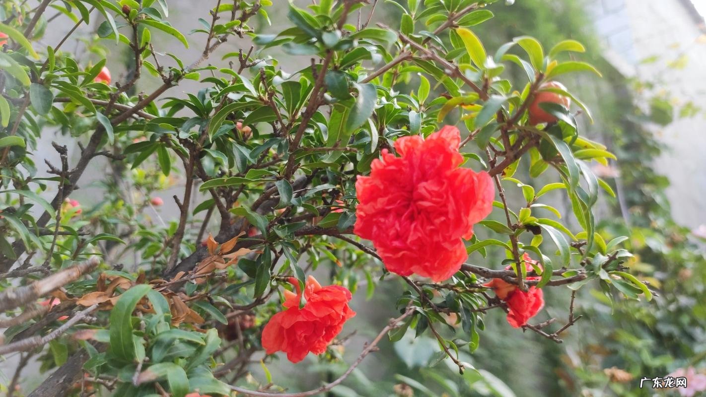 石榴花的气味是什么味道,石榴花什么味道
