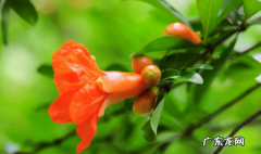 石榴花的气味是什么味道,石榴花什么味道