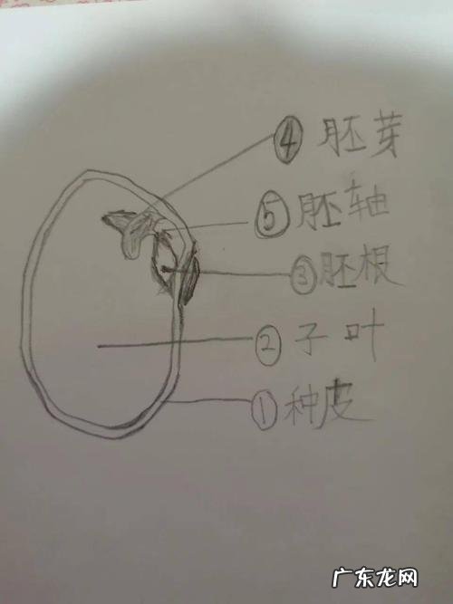 蚕豆的内部结构有哪些,蚕豆的内部结构有哪些