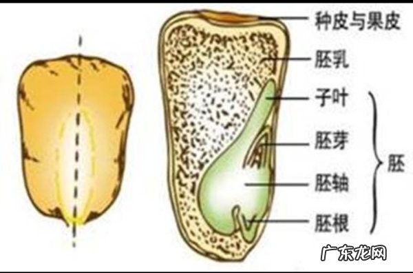 蚕豆的内部结构有哪些,蚕豆的内部结构有哪些
