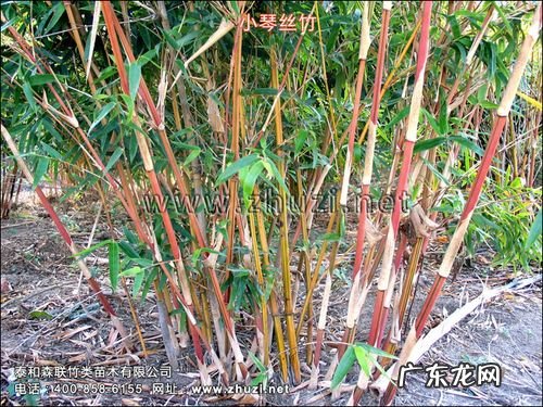小琴丝竹寓意,竹丝的药用功效