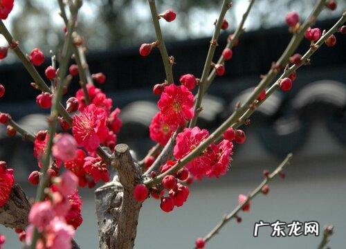 高寓意着什么,高字的含义和来历