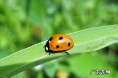 七星瓢虫为什么是益虫,为什么七星瓢虫是益虫其他瓢虫是害虫